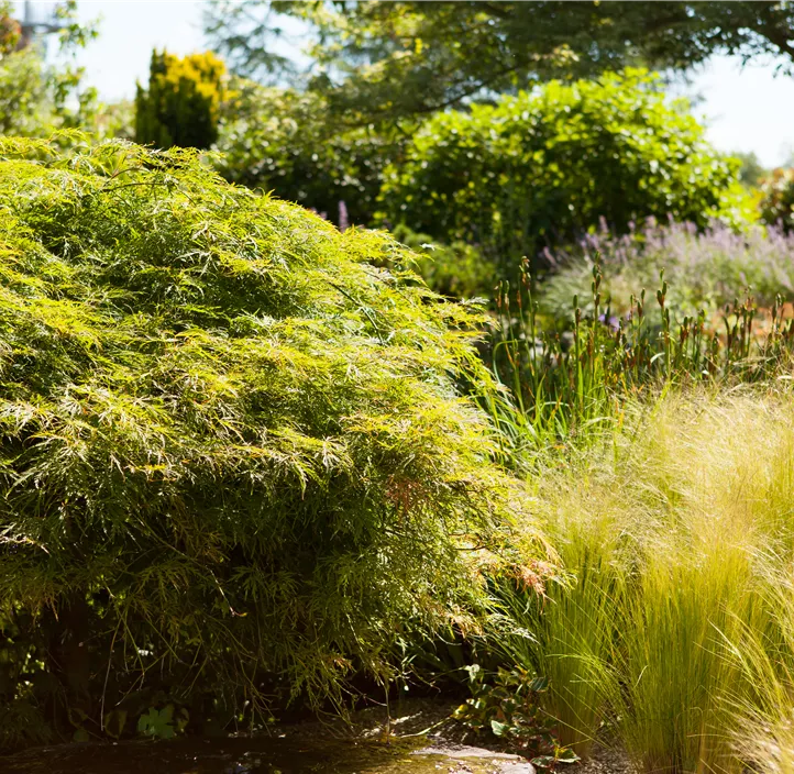 Grüner Schlitzahorn 'Dissectum' Grüner Schlitzahorn 'Dissectum'