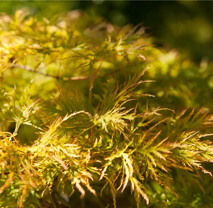 Grüner Schlitzahorn 'Dissectum' Grüner Schlitzahorn 'Dissectum'