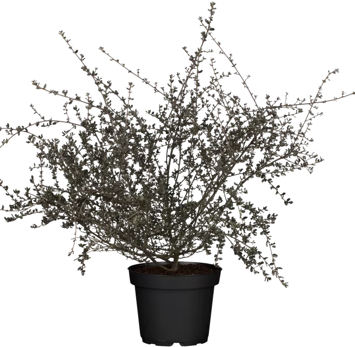 Säckelblume 'Blue Sapphire' Säckelblume 'Blue Sapphire'