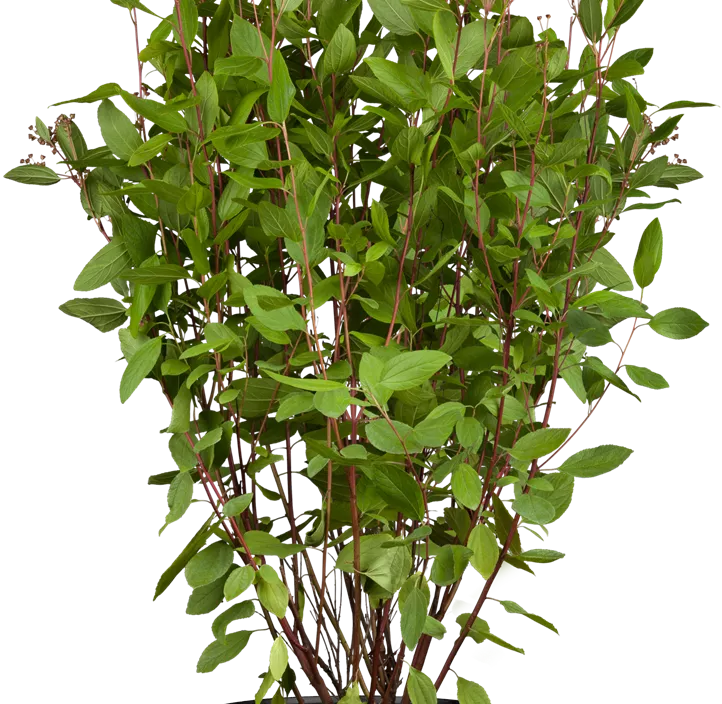 Säckelblume 'Marie Simon' Säckelblume 'Marie Simon'