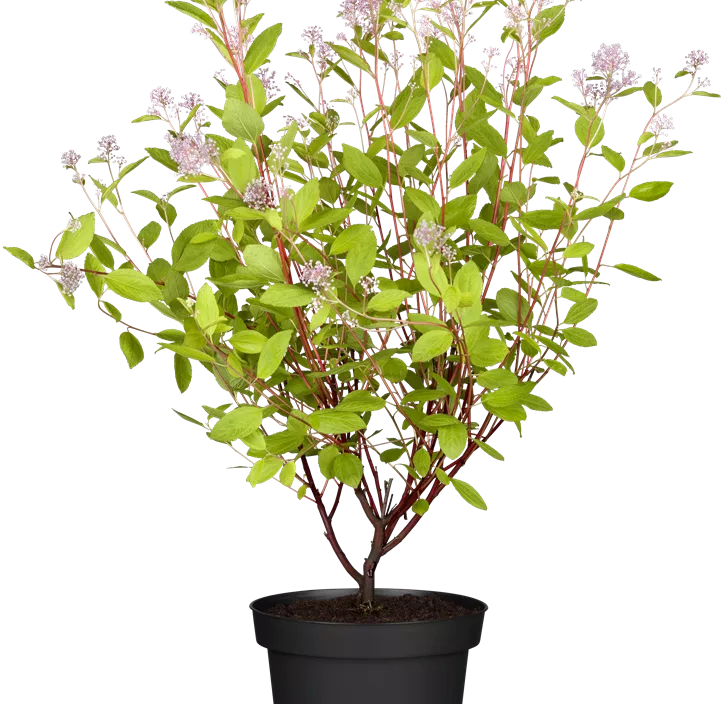 Säckelblume 'Marie Simon' Säckelblume 'Marie Simon'