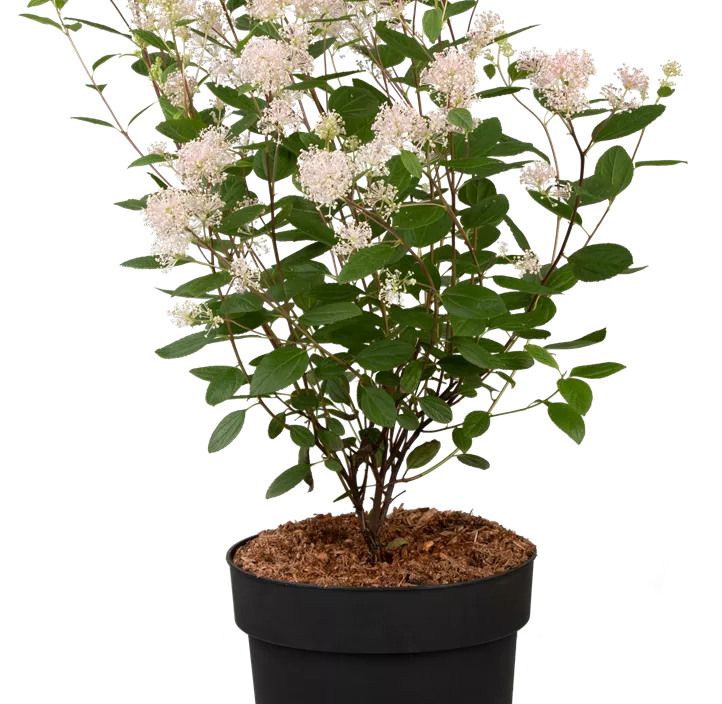 Säckelblume 'Marie Simon' Säckelblume 'Marie Simon'