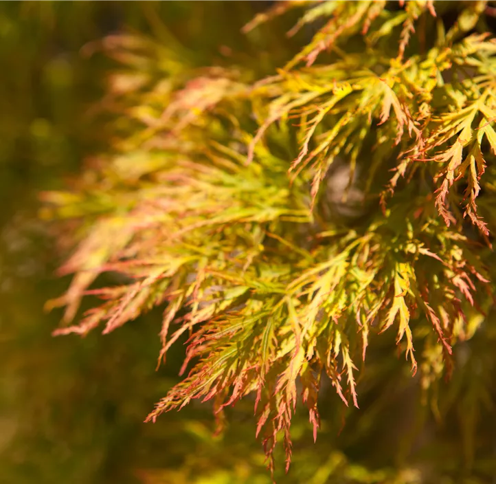 Grüner Schlitzahorn 'Dissectum' Grüner Schlitzahorn 'Dissectum'
