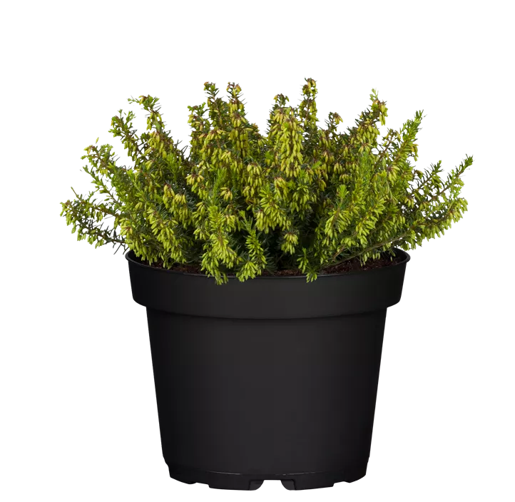 Schneeheide Schneeheide