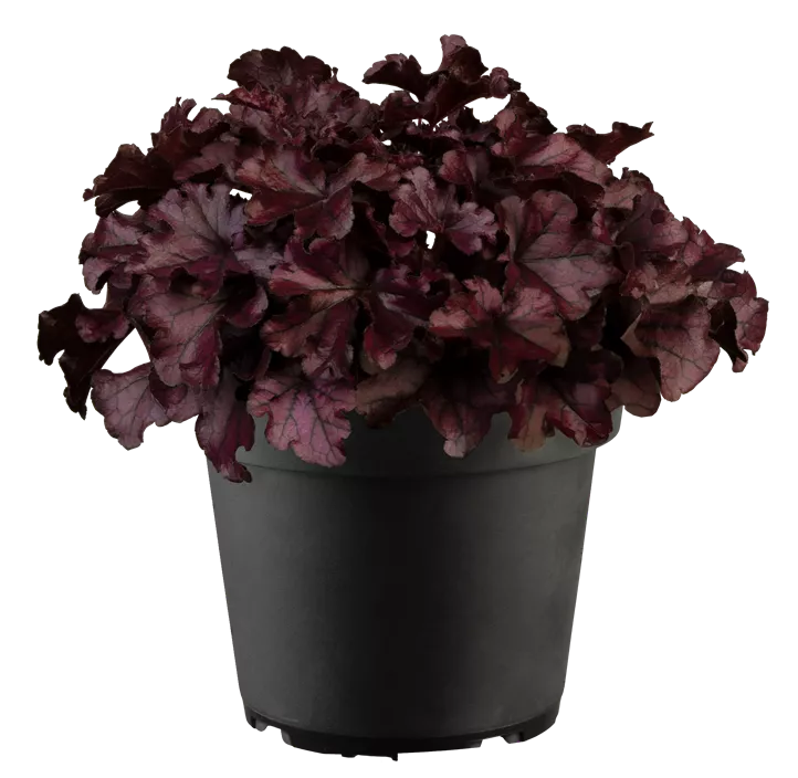 Purpurglöckchen 'Forever Purple'