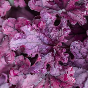 Heuchera Forever Purple
