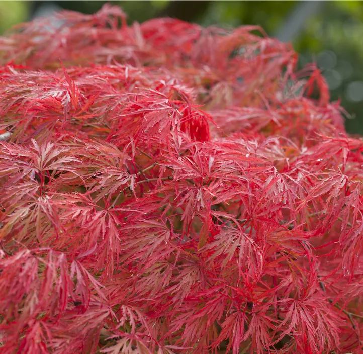 Grüner Schlitzahorn 'Dissectum' Grüner Schlitzahorn 'Dissectum'