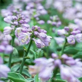 Hosta Blue Mouse Ears