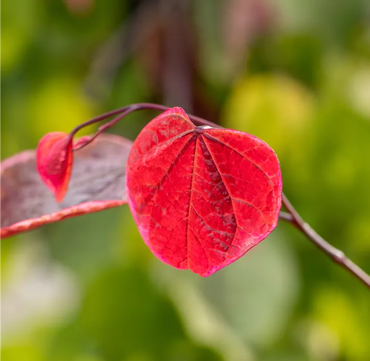 Judasbaum 'Carolina Sweetheart' Judasbaum 'Carolina Sweetheart'