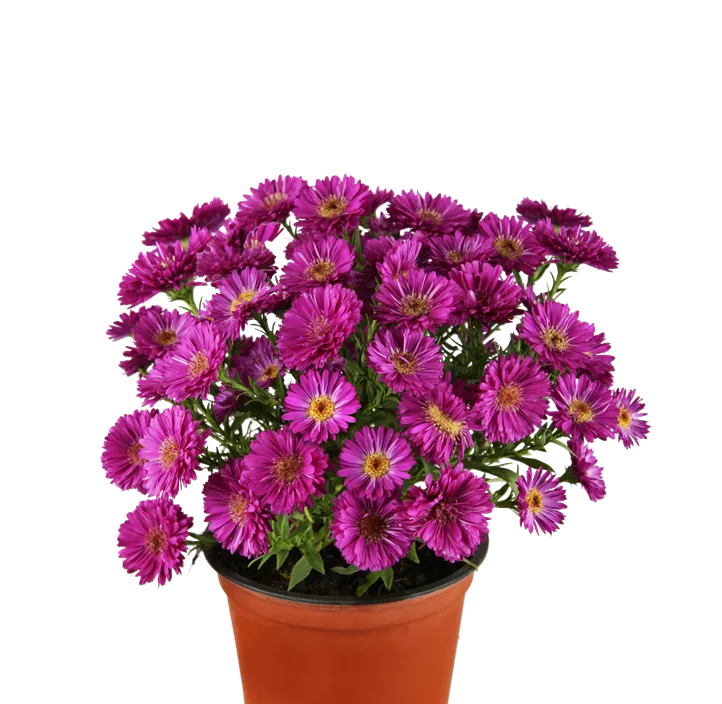 Herbstaster dreifärbig