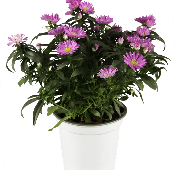 Herbstaster dreifärbig