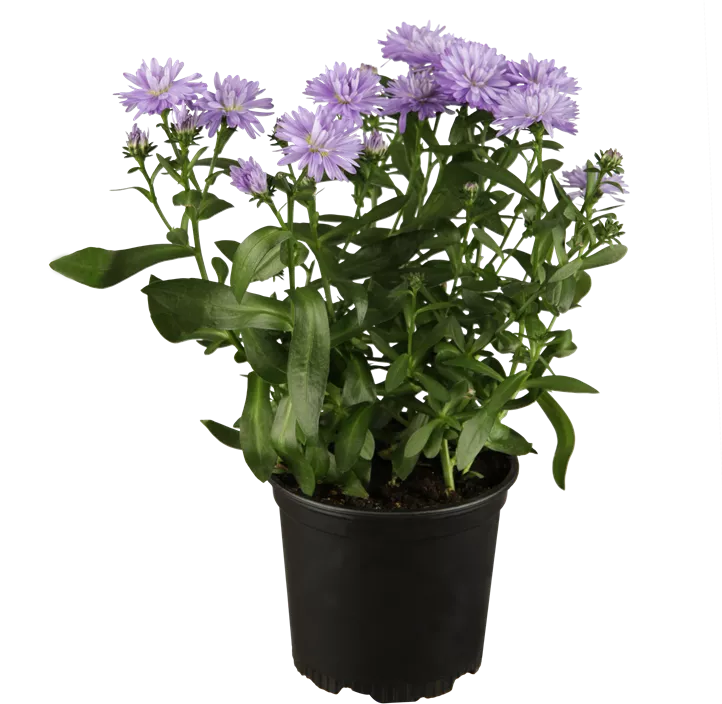 Herbstaster dreifärbig