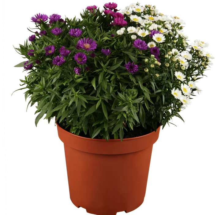 Herbstaster dreifärbig