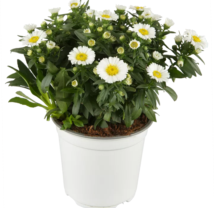 Herbstaster dreifärbig