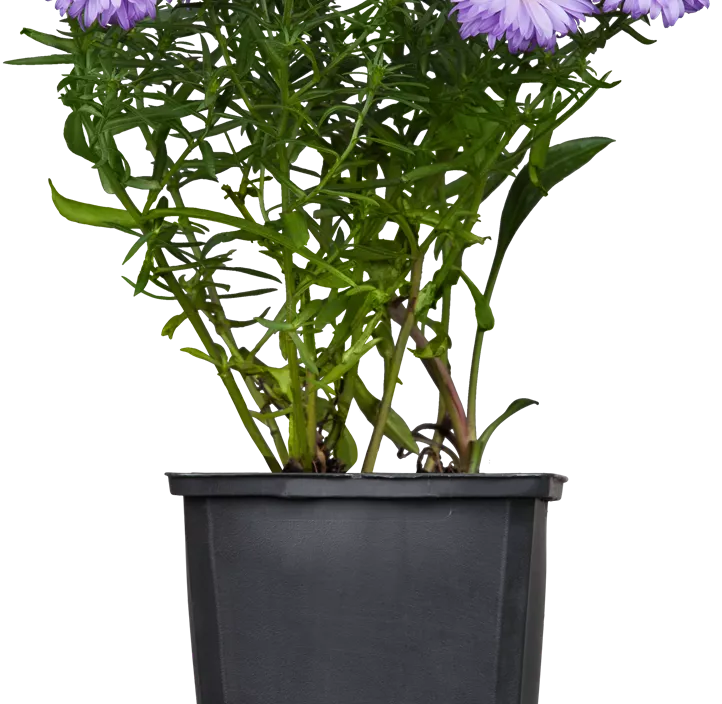 Herbstaster dreifärbig