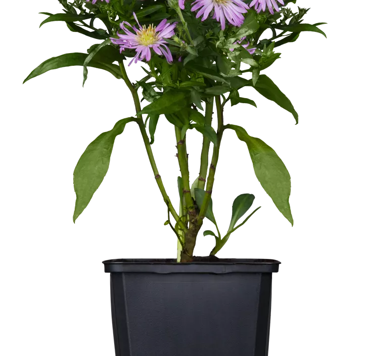 Herbstaster dreifärbig