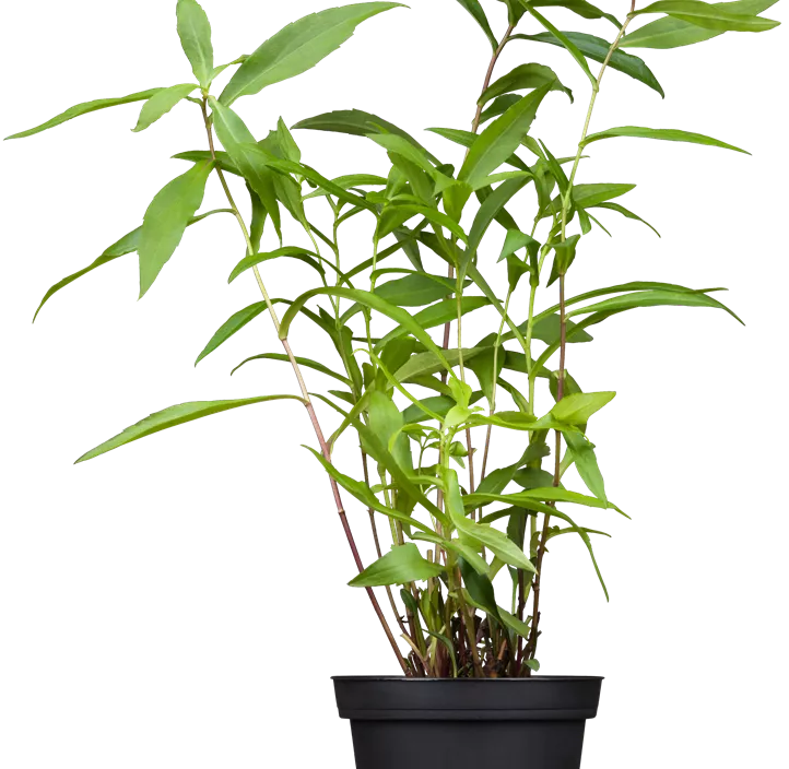 Herbstaster dreifärbig