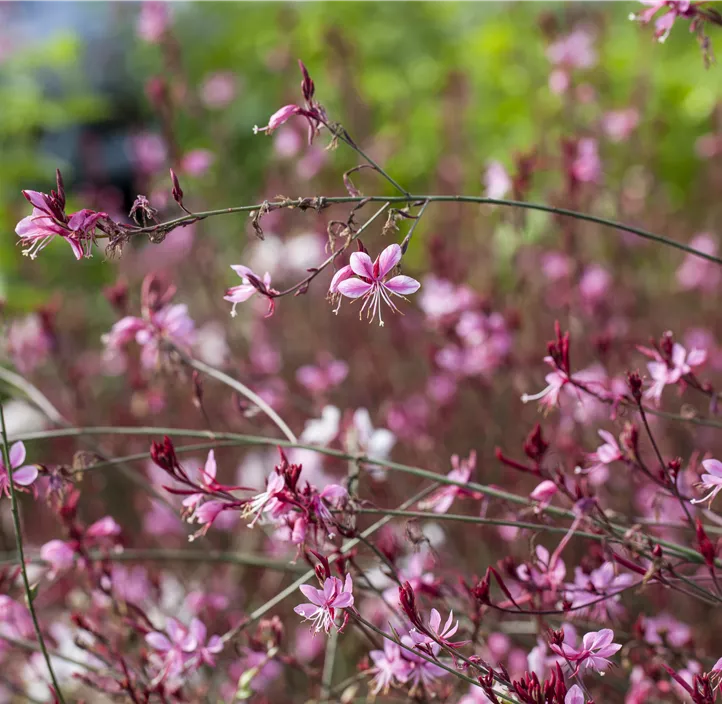 Gaura lindheimeri Gaudi Medium Rose Pottburri, GartenPrachtkerze