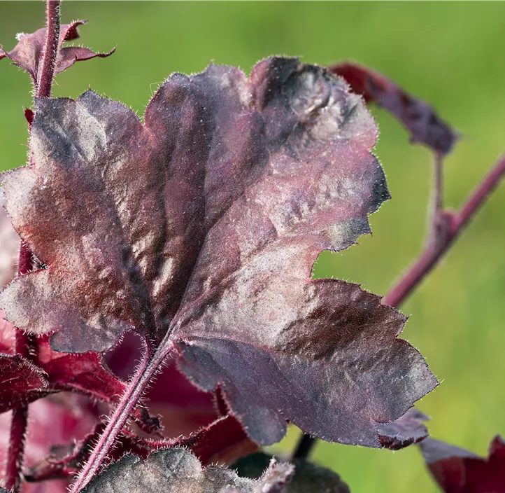 Garten-Silberglöckchen 'Midnight Rose'®