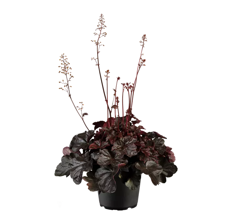 Garten-Silberglöckchen 'Midnight Rose'®