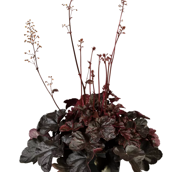 Garten-Silberglöckchen 'Midnight Rose'®