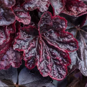 Heuchera Midnight Rose