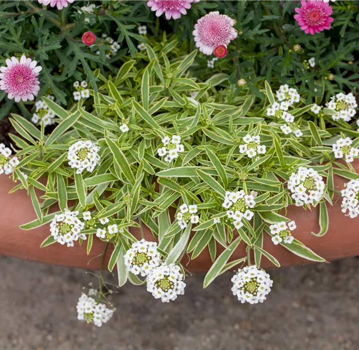 Immergrüne Schleifenblume Immergrüne Schleifenblume