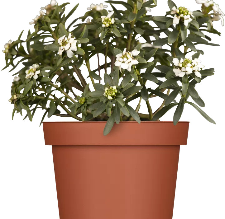 Immergrüne Schleifenblume Immergrüne Schleifenblume