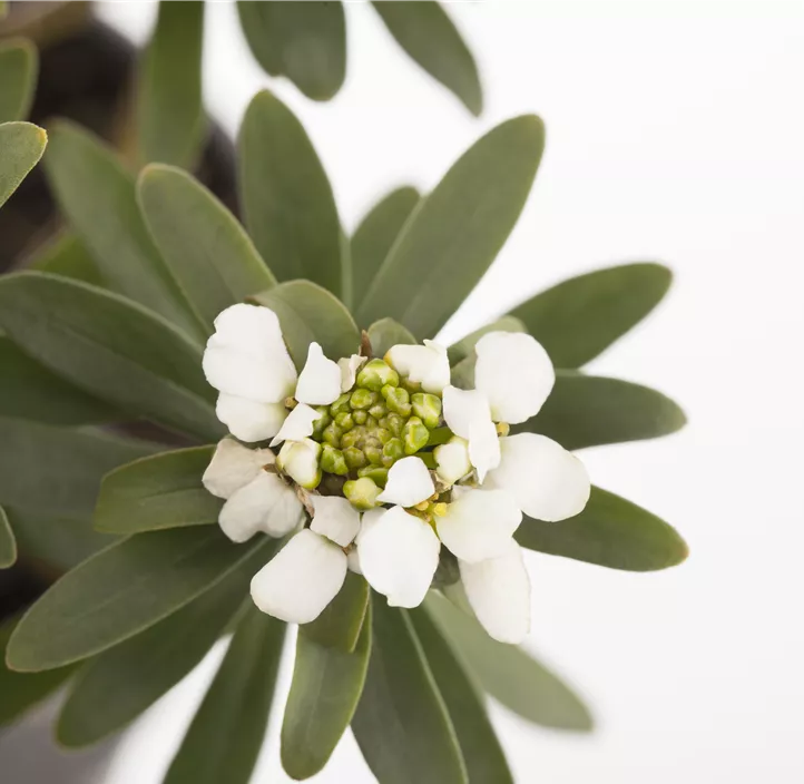 Immergrüne Schleifenblume Immergrüne Schleifenblume