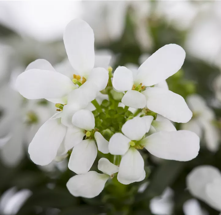 Immergrüne Schleifenblume Immergrüne Schleifenblume