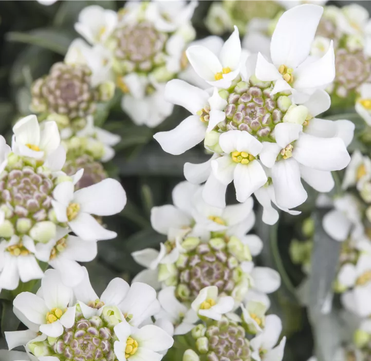 Immergrüne Schleifenblume Immergrüne Schleifenblume