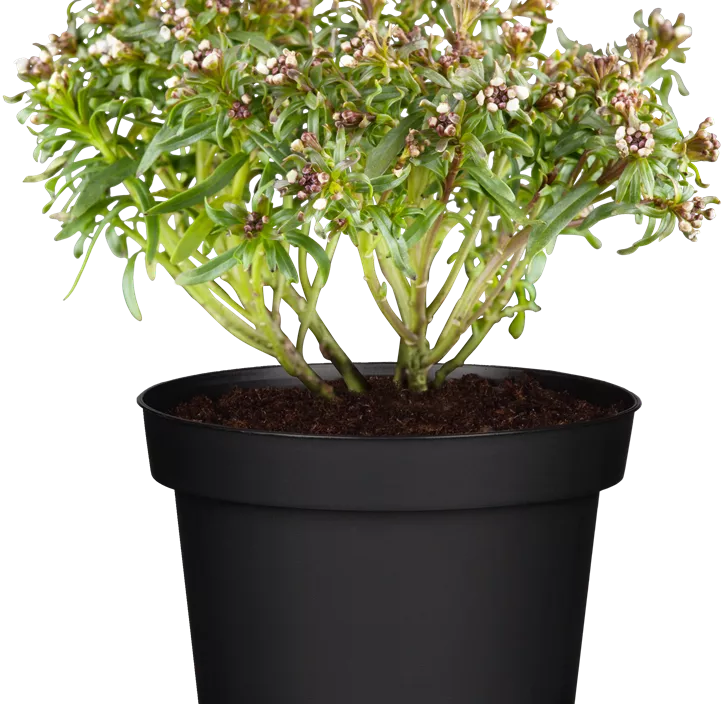 Immergrüne Schleifenblume Immergrüne Schleifenblume