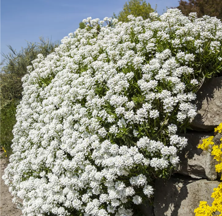 Immergrüne Schleifenblume Immergrüne Schleifenblume