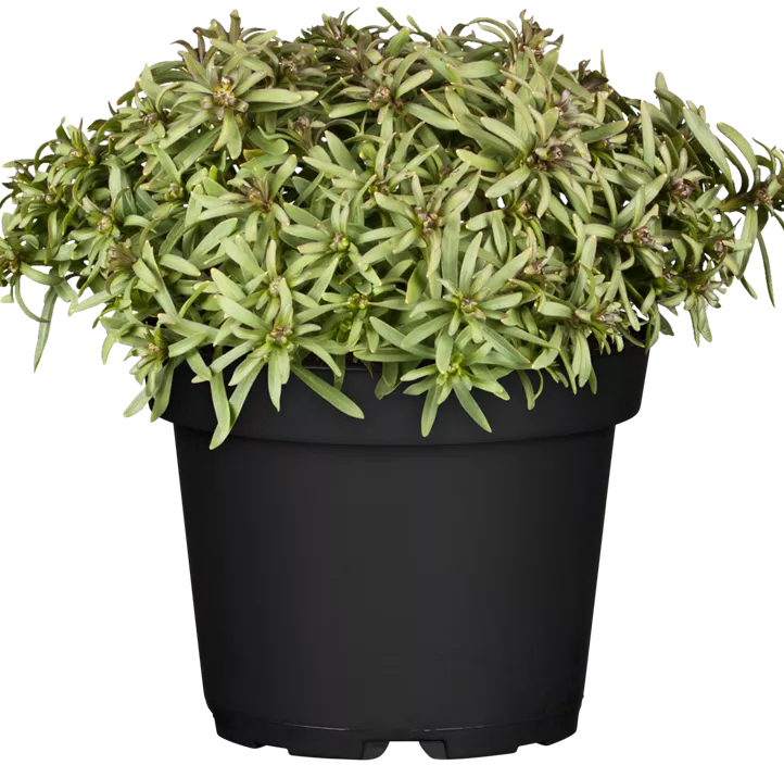 Immergrüne Schleifenblume Immergrüne Schleifenblume