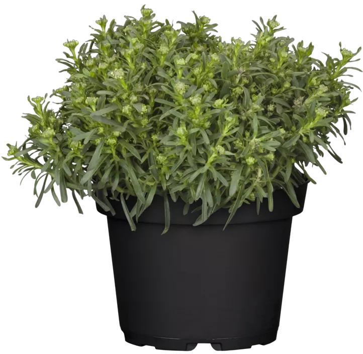 Immergrüne Schleifenblume Immergrüne Schleifenblume