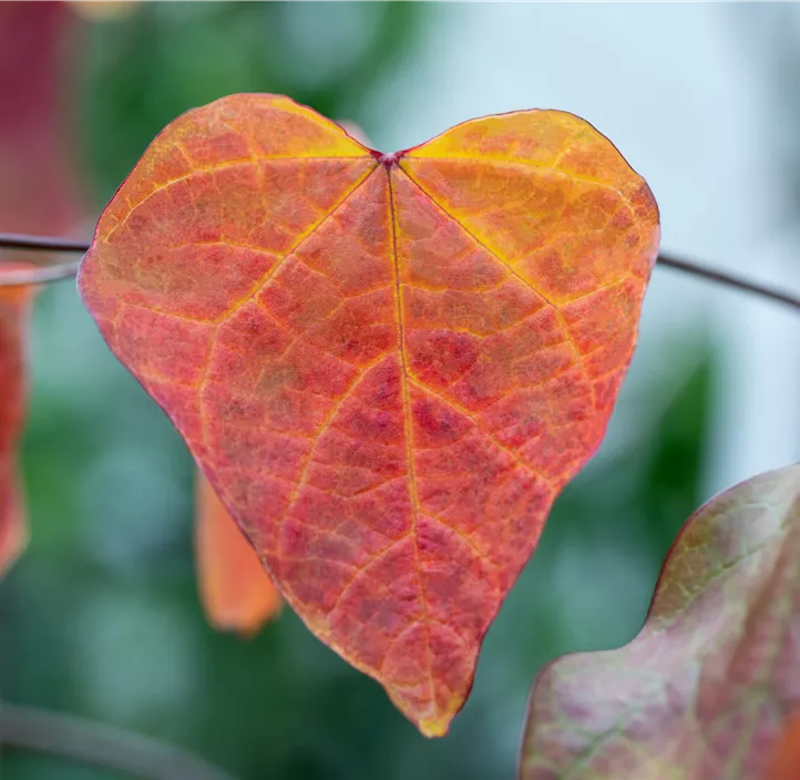 Judasbaum 'Carolina Sweetheart' Judasbaum 'Carolina Sweetheart'