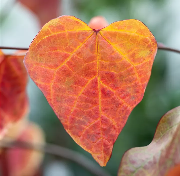 Judasbaum 'Carolina Sweetheart' Judasbaum 'Carolina Sweetheart'