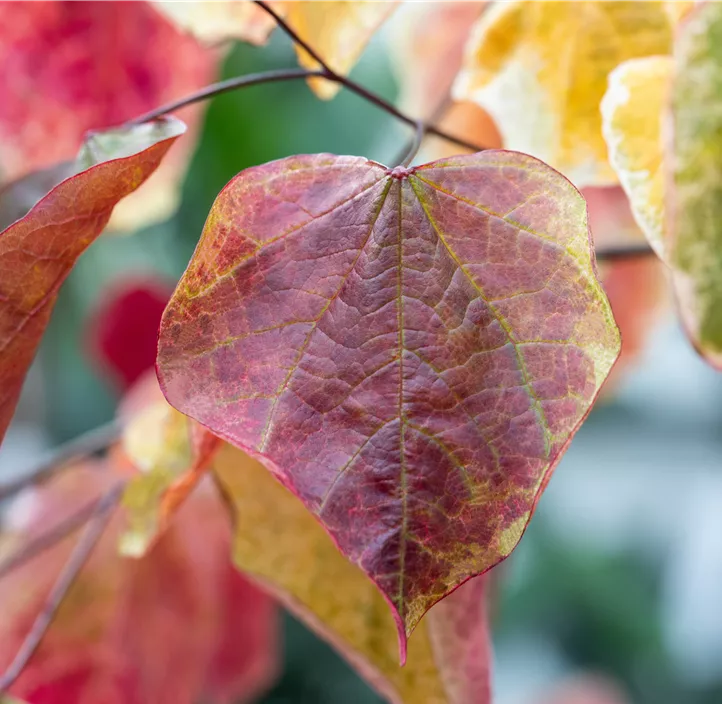 Judasbaum 'Carolina Sweetheart' Judasbaum 'Carolina Sweetheart'