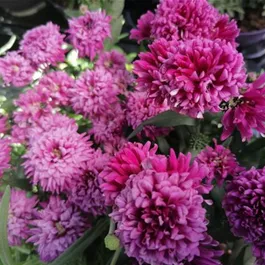 Aster novi belgii Victoria Aster novi belgii Victoria