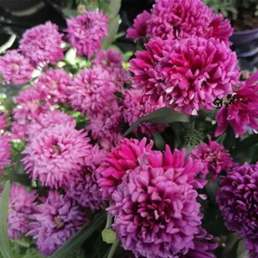 Aster novi belgii Victoria Aster novi belgii Victoria