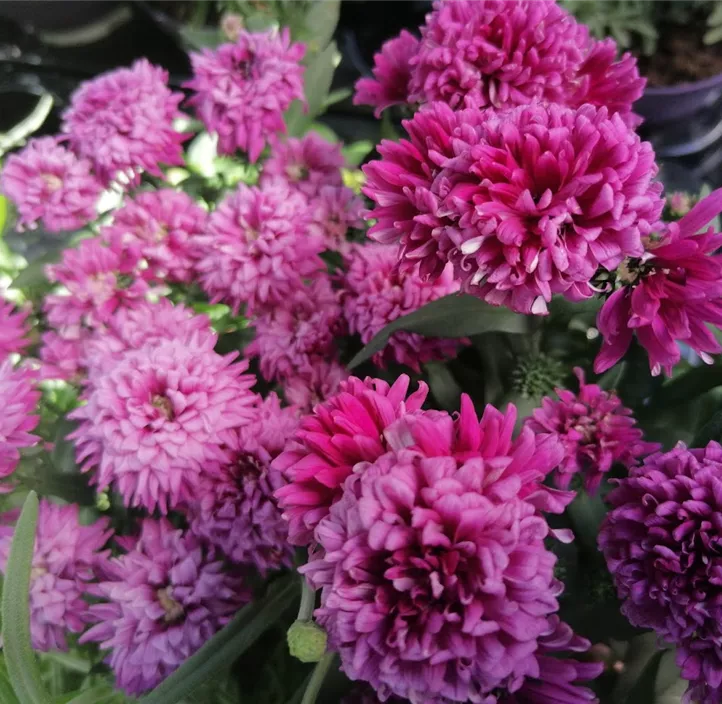 Glattblatt-Aster 'Victoria' Glattblatt-Aster 'Victoria'