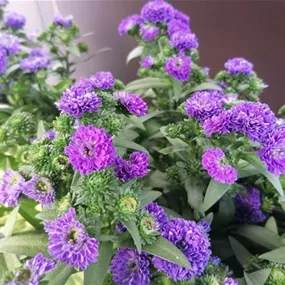 Aster novi belgii Victoria Aster novi belgii Victoria