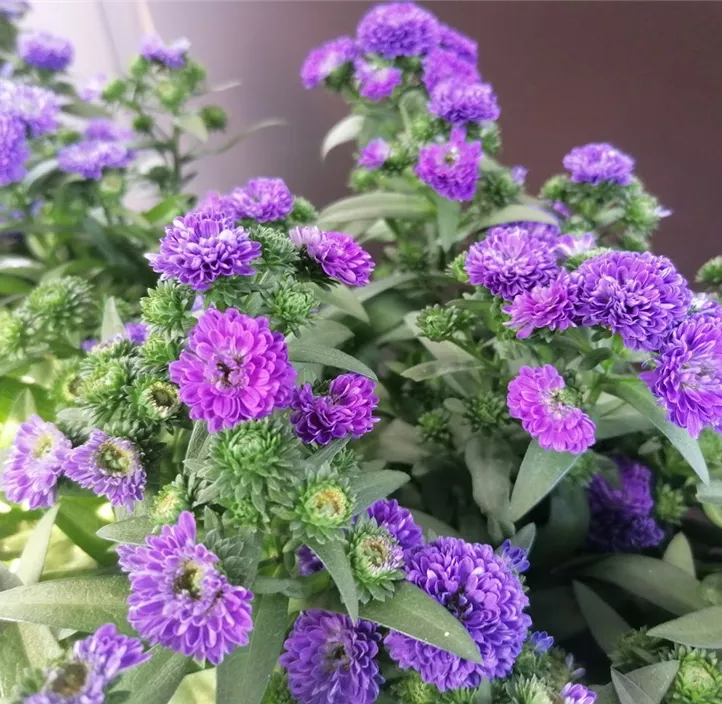 Glattblatt-Aster 'Victoria' Glattblatt-Aster 'Victoria'