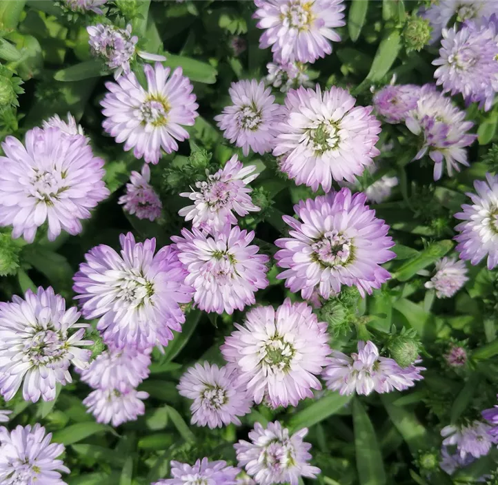 Glattblatt-Aster 'Victoria® Diana' Glattblatt-Aster 'Victoria® Diana'