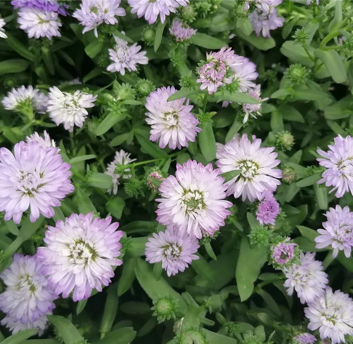 Glattblatt-Aster 'Victoria® Diana' Glattblatt-Aster 'Victoria® Diana'