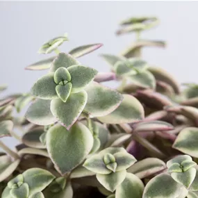 Crassula Desert Diamond
