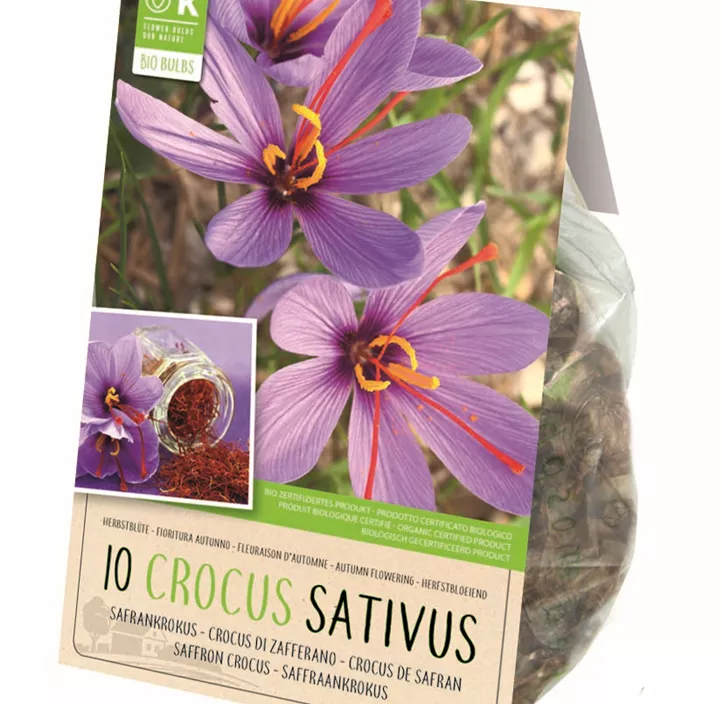 Safrankrokus Safrankrokus