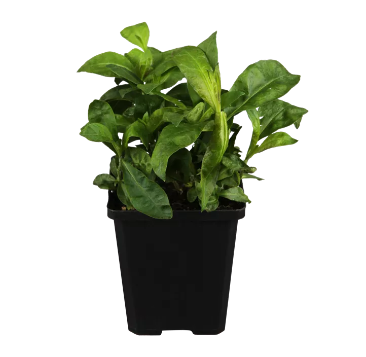 Hohe Flammenblume Hohe Flammenblume