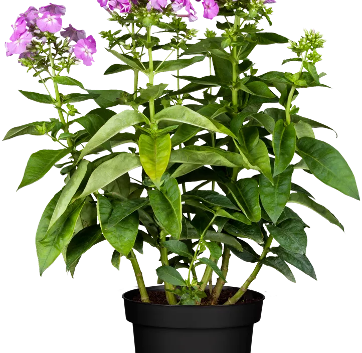 Hohe Flammenblume Hohe Flammenblume