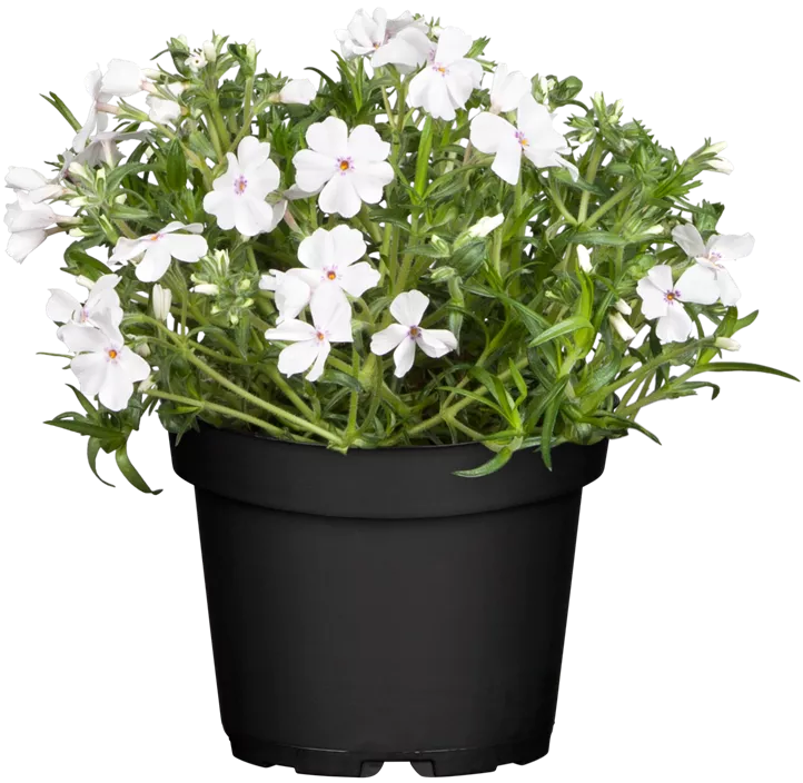 Garten-Teppich-Flammenblume